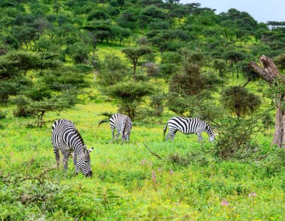 3 Days Lake Manyara, Ngorongoro Crater & Tarangire