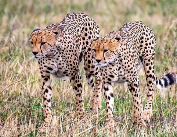 4 Days Tarangire, Serengeti & Ngorongoro Crater