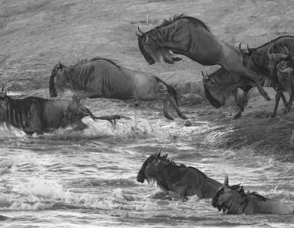 11 DAYS SAFARI TRIP TANZANIA ZANZIBAR