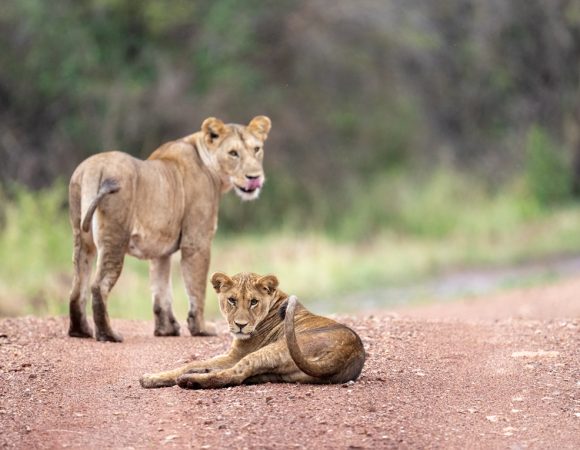 9-Day Tanzania Northern Circuit Mid-Range Safari