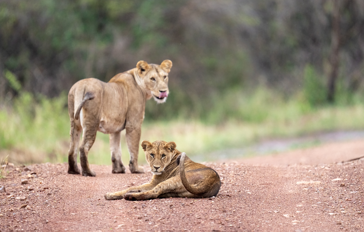 9-Day Tanzania Northern Circuit Mid-Range Safari