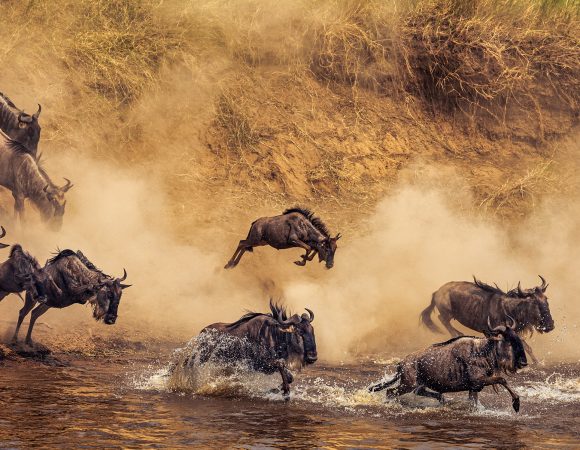 8 days northern serengeti wildebeest migration mara river crossing